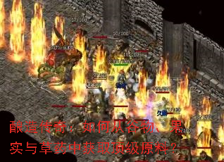 酿造传奇:如何从谷物、果实与草药中获取顶级原料? 酿造传奇:如何从谷物、果实与草药中获取顶级原料?